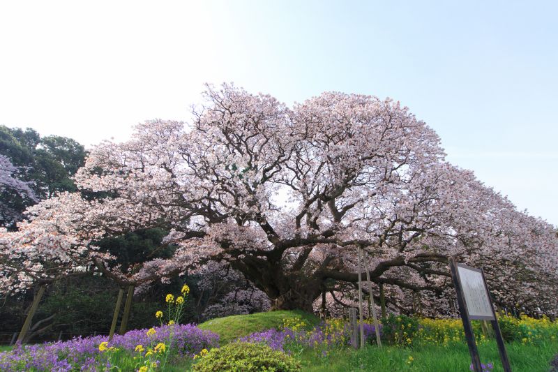 cây anh đào 400 năm tuổi ở Inzai.